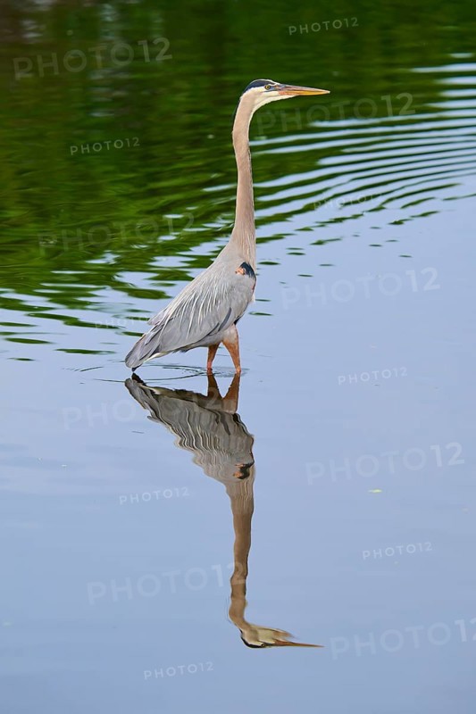 A heron rises majestically in the calm water, its reflection enhancing the peaceful atmosphere, Canada Heron (Ardea herodias), spring, Wakodahatchee Wetlands, Delray Beach, Florida, USA