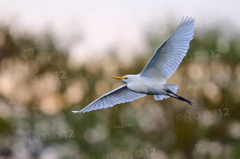 A white bird flies in the open sky, calm atmosphere, Cattle Egret (Bubulcus ibis), spring, Wakodahatchee Wetlands, Delray Beach, Florida, USA