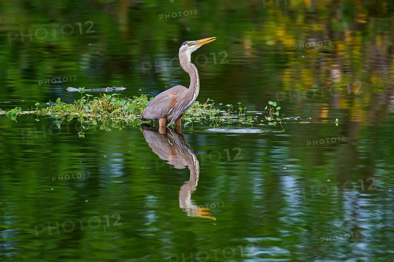 Calm heron standing in the water with lush plant reflection, a picture of serenity, Canada Heron (Ardea herodias), spring, Wakodahatchee Wetlands, Delray Beach, Florida, USA