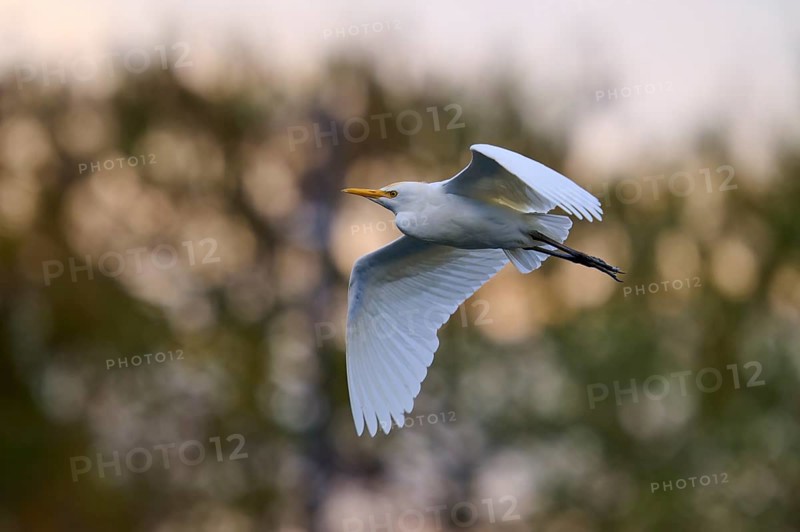 Bird with outstretched wings in the sky, warm light tones, Cattle Egret (Bubulcus ibis), spring, Wakodahatchee Wetlands, Delray Beach, Florida, USA