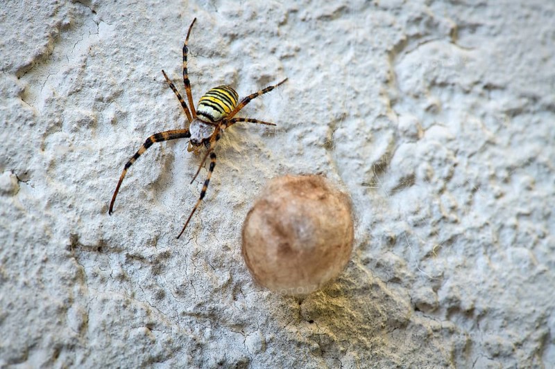 Wasp spider (Argiope bruennichi) also known as zebra spider, tiger spider or silk ribbon spider, adult, female, in September, with cocoon, on a house wall, Stuttgart, Baden-Württemberg, Germany