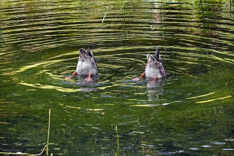Small pond with two mallard ducks (Anas platyrhynchos), in the castle park in Kisslegg, Allgäu, Baden-Württemberg, Germany