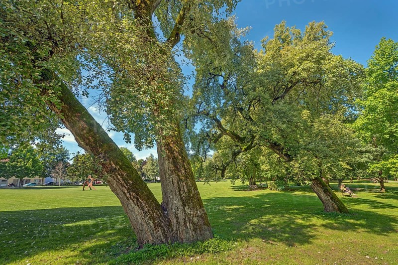 Tilted lime trees (Tilia), in the castle park in Kisslegg, Allgäu, Baden-Württemberg, Germany