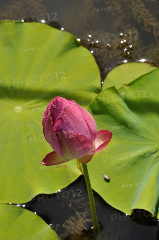 Pink Lotus (Hong Xu Yu), A pink lotus bud surrounded by green leaves floats peacefully on a sunlit pond, France