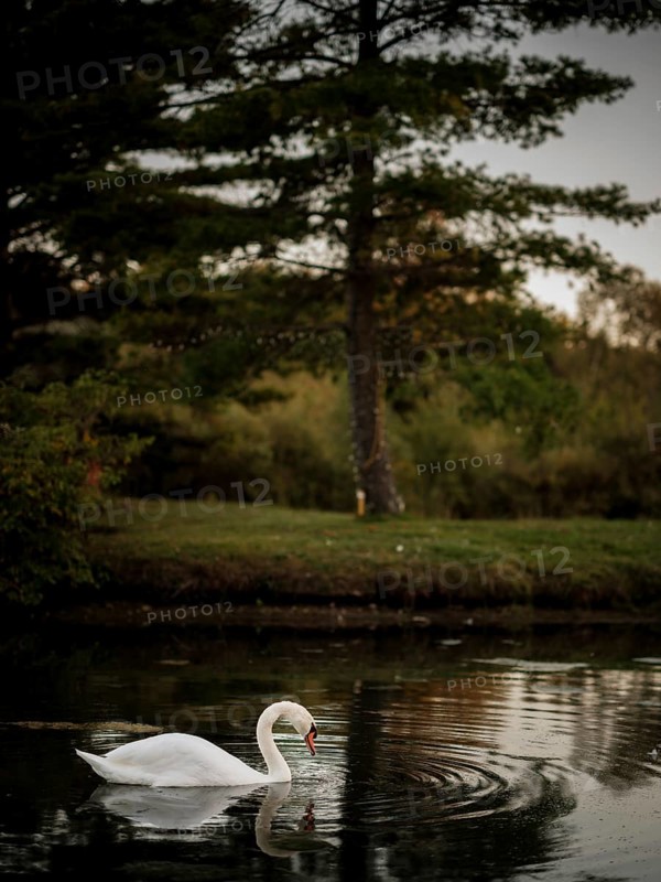 Solitary swan (Cygnus Olor) swims in reflective twilight waters beside a tall tree, emanating calmness in Acton, Ontario, Canada, North America