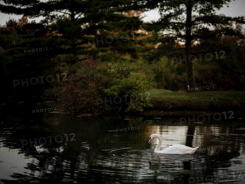 A peaceful swan (Cygnus Olor) gliding on a twilight pond surrounded by reflections of the dusky scenery in Acton, Ontario, Canada, North America