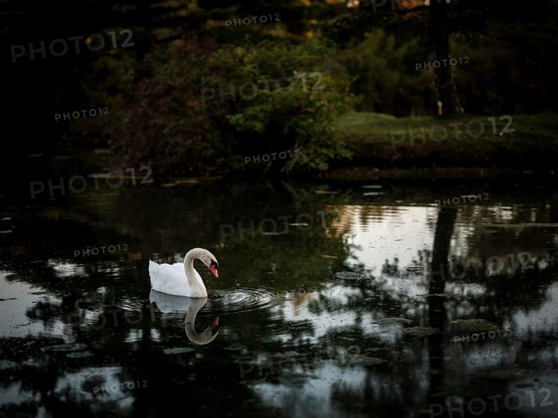 A single swan (Cygnus Olor) reflected on dark pond water in a peaceful evening setting in Acton, Ontario, Canada, North America