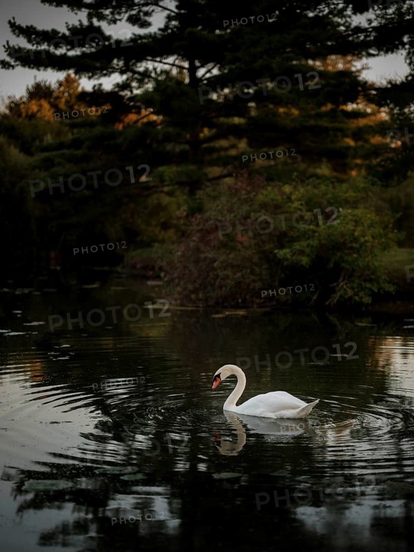 A lone swan (Cygnus Olor) in a twilight pond surrounded by dark serene reflections, creating a tranquil scene in Acton, Ontario, Canada, North America