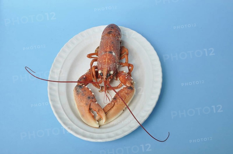 Cooked breton Lobster on a dish