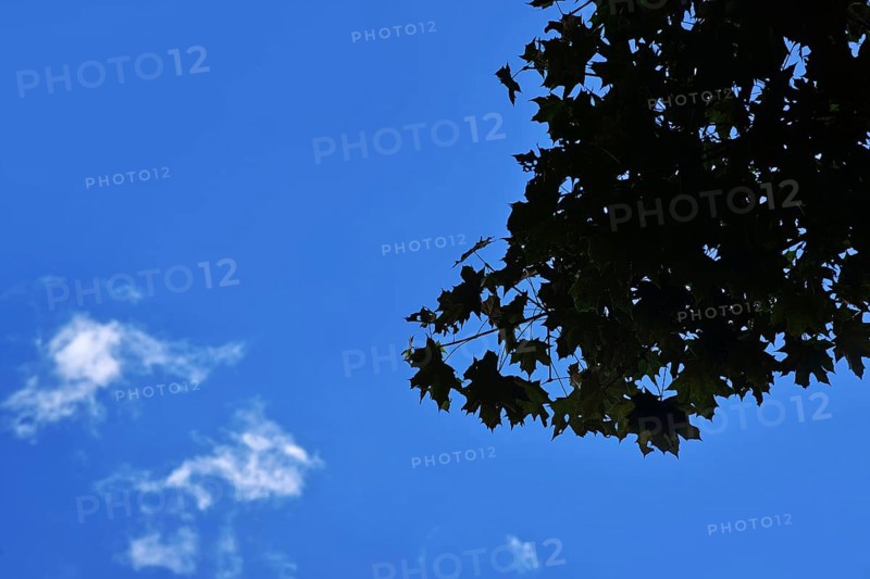 Silhouette of tree leaves against blue sky with few white clouds