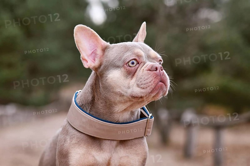 Portrait of cute New Shade Isabella orange Tan colored French Bulldog with wide dog collar