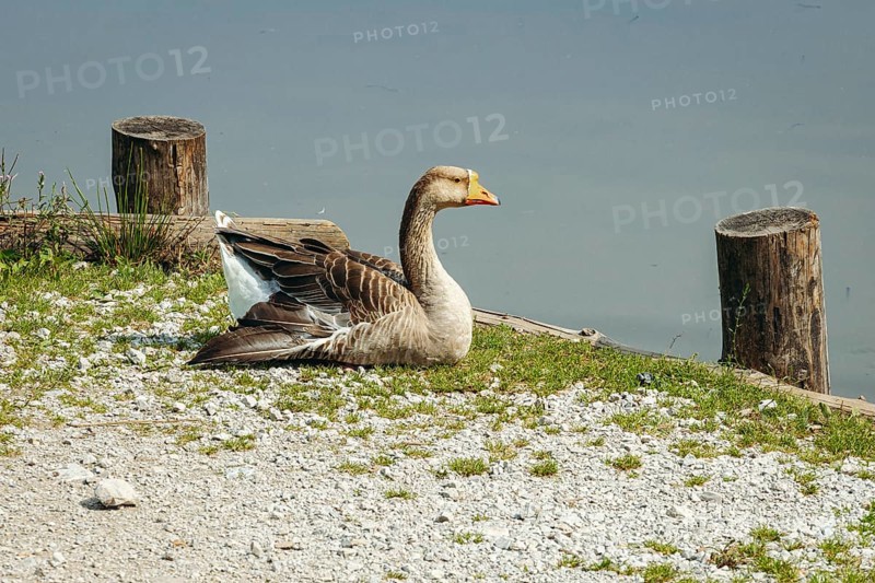 Mute goose (Anserinae) resting peacefully on the shore of the panoramic lake with calm water in the background, Admont, Styria, Austria