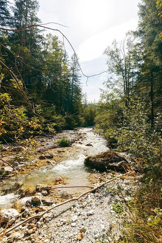 Johnsbach flows through dense forest under soft sunlight, Gesäuse, Styria, Austria