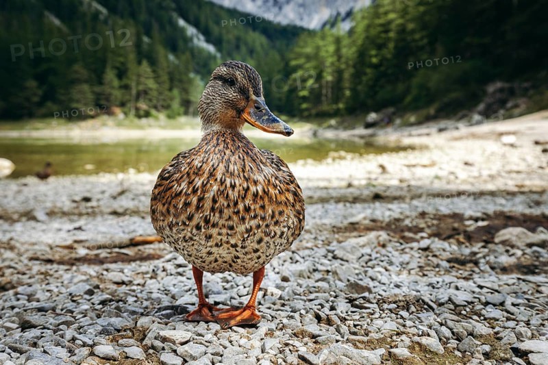 Close-up of a female mallard (Anas platyrhynchos) on the shore of the Grüner See, Tragöß, Styria, Austria