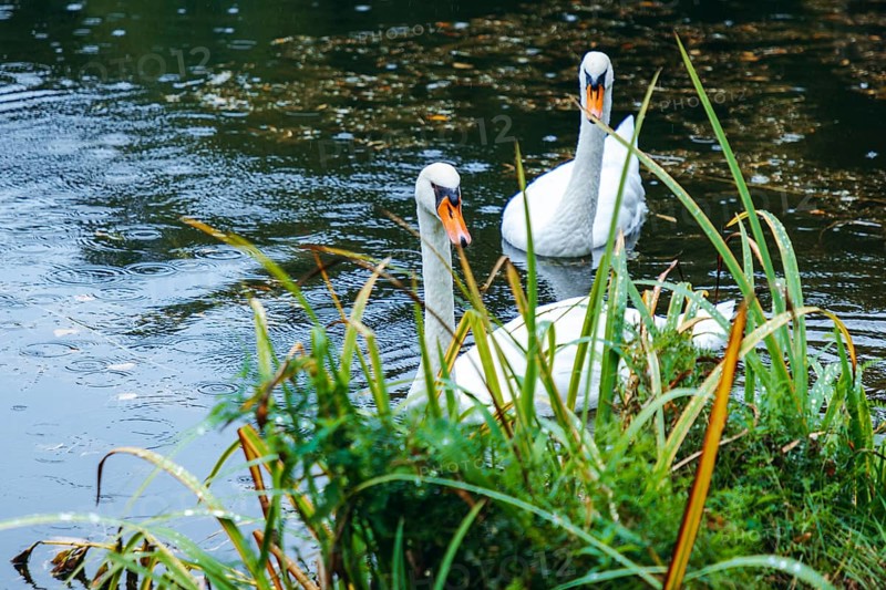Two swans (Cygnus) swimming on a pond in the rain, Admont, Styria, Austria