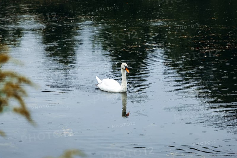 A swan (Cygnus) swimming on a pond in the rain, Admont, Styria, Austria