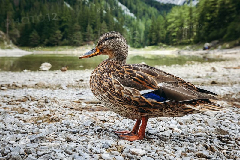 Close-up of a female mallard (Anas platyrhynchos) on the shore of the Grüner See, Tragöß, Styria, Austria