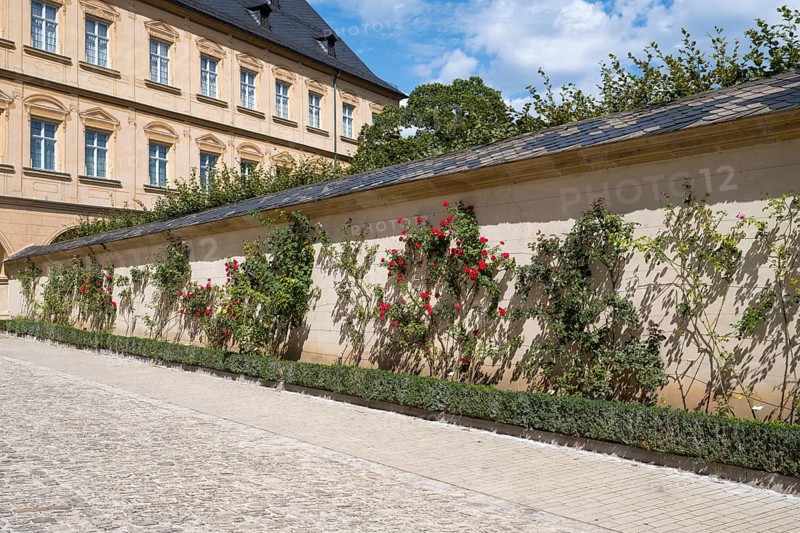 Climbing roses on a wall, Rose Garden, New Residence, UNESCO World Heritage Site, Bamberg, Upper Franconia, Franconia, Bavaria, Germany