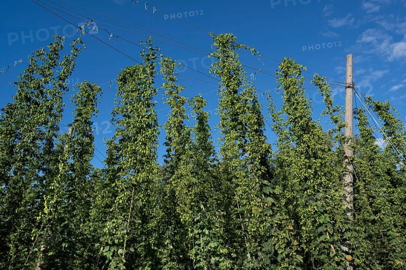 Hop plantation (Humulus) with ripe fruits on the tendrils, Franconia, Bavaria, Germany