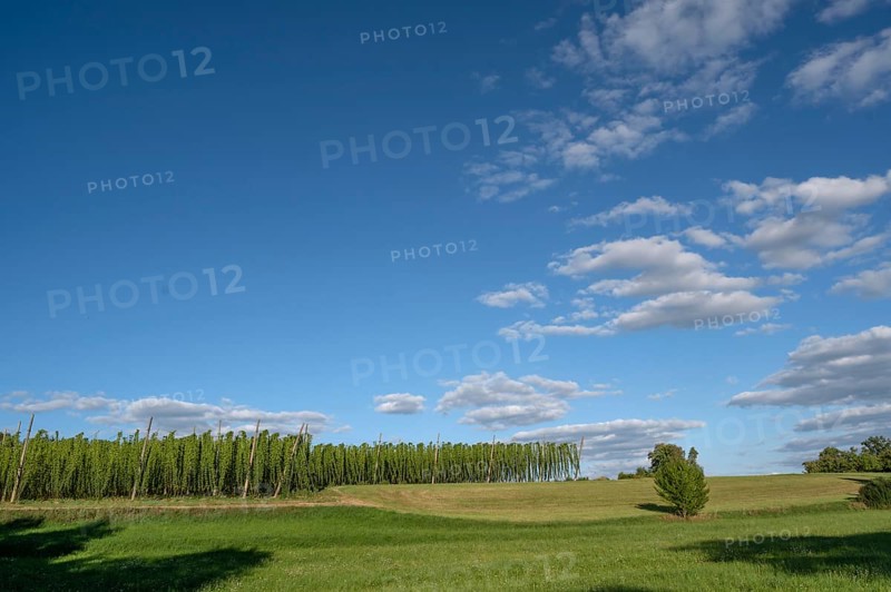 Hop growing in the Franconian countryside, Eckenhaid, Middle Franconia, Bavaria, Germany