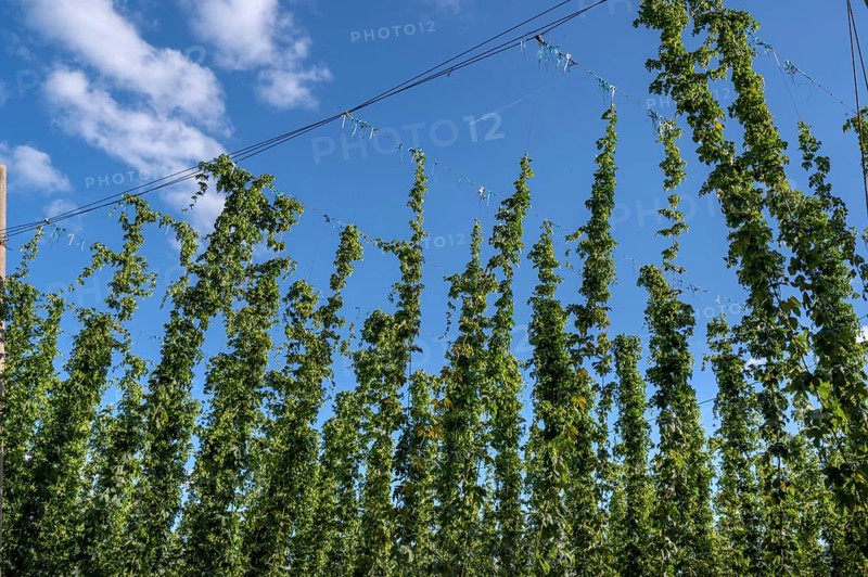 Ripe hop plants (Humulus) in the field, Eckental, Middle Franconia, Bavaria, Germany