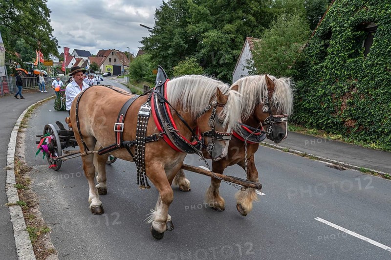 Two Haflinger horses pull the church tree to the fairground, Eckenhaid, Middle Franconia, Bavaria, Germany