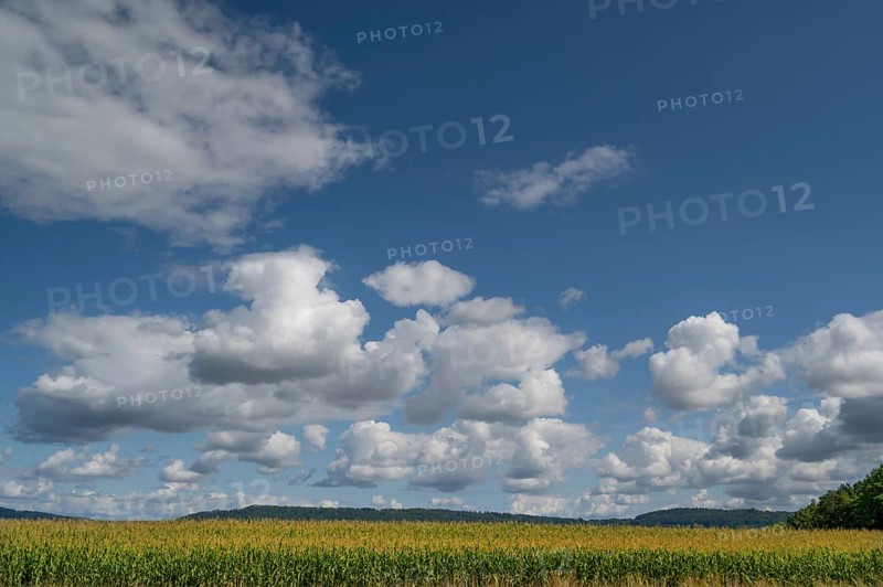 Corn field (Zea mays) with cloudy sky, Franconia, Bavaria, Germany