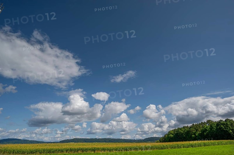 Corn field (Zea mays) with cloudy sky, Franconia, Bavaria, Germany