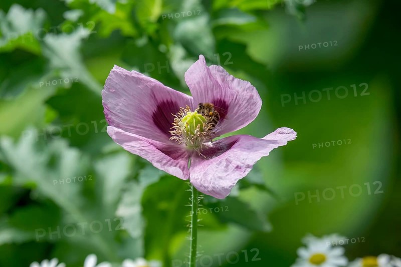 Poppy blossom with insect, Münsterland, North Rhine-Westphalia, Germany
