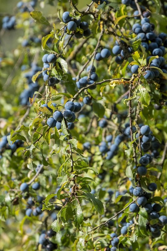 Blackthorn with fruit, Province of Overijssel, Netherlands