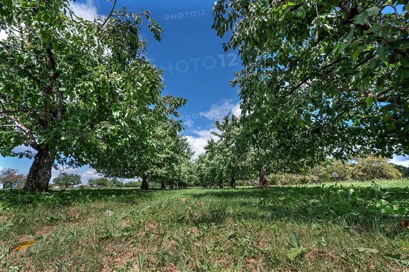 Old cherry tree plantation (Prunus avium) after harvesting, Karsberg, Upper Franconia, Bavaria, Germany