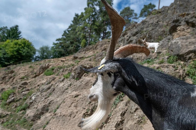 Portrait of a domestic goat (Capra aegagrus hircus) on a climbing rock, Obertrubach, Upper Franconia, Bavaria, Germany