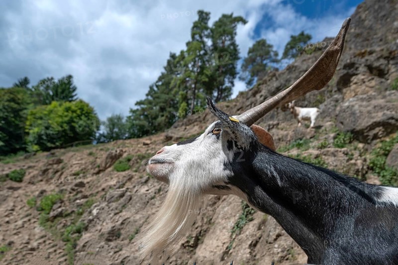 Portrait of a domestic goat (Capra aegagrus hircus) on a climbing rock, Obertrubach, Upper Franconia, Bavaria, Germany