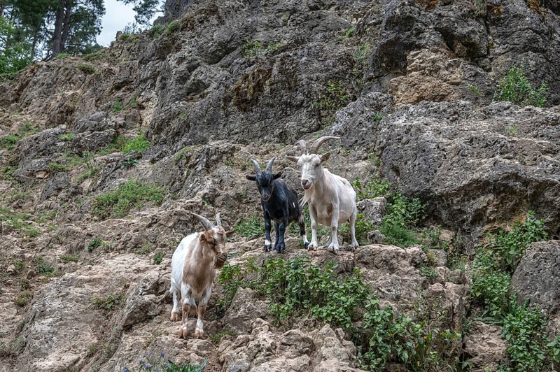 Domestic goats (Capra aegagrus hircus) on a climbing rock, Obertrubach, Upper Franconia, Bavaria, Germany