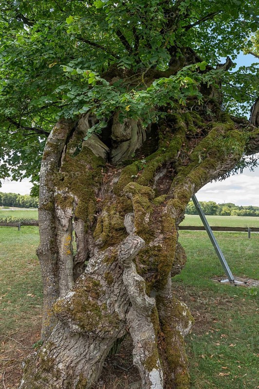 Trunk of the 600 to 1000 year old Karsberg lime tree (Tilia), Karsberg, Upper Franconia, Bavaria, Germany