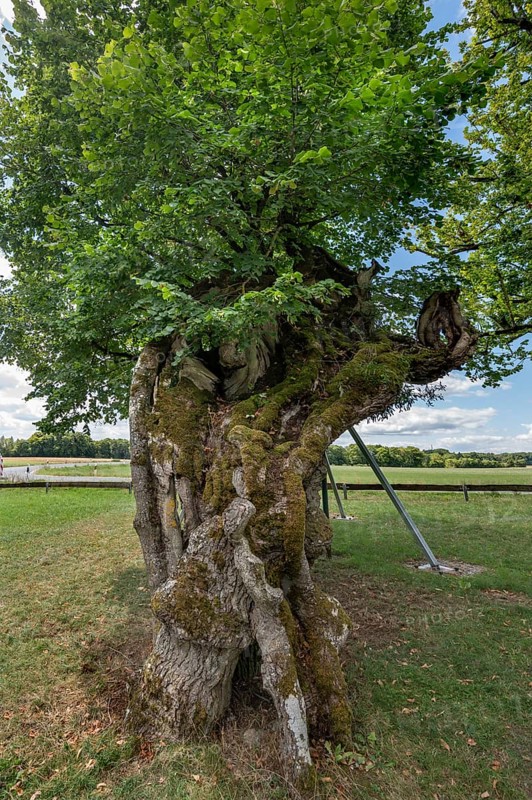 600 to 1000 year old Karsberg lime tree (Tilia), Karsberg, Upper Franconia, Bavaria, Germany