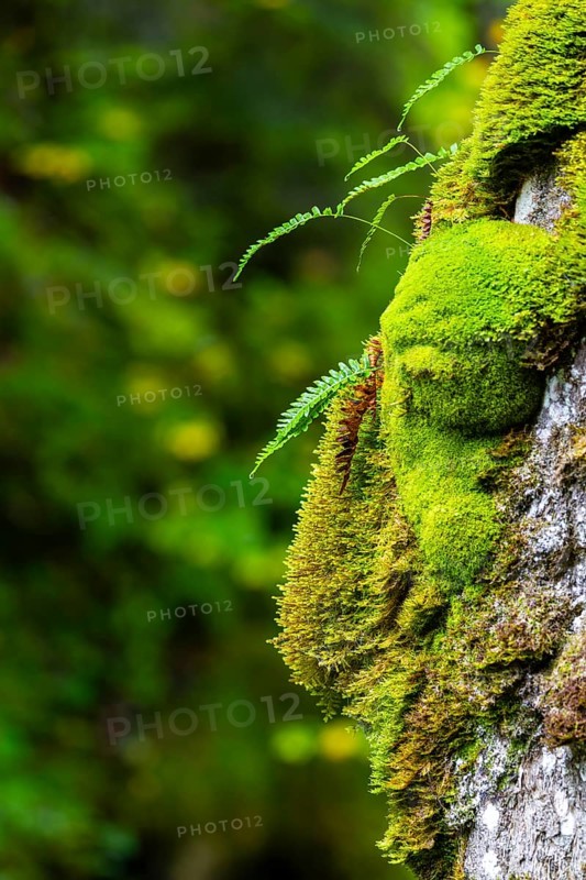 Common ribbed fern (Blechnum spicant) growing on tree, Leptosporangiate ferns (Polypodiopsida), on beech trunk, dead wood, Breitachklamm, Oberstdorf, Allgäu Alps, Bavaria, Germany