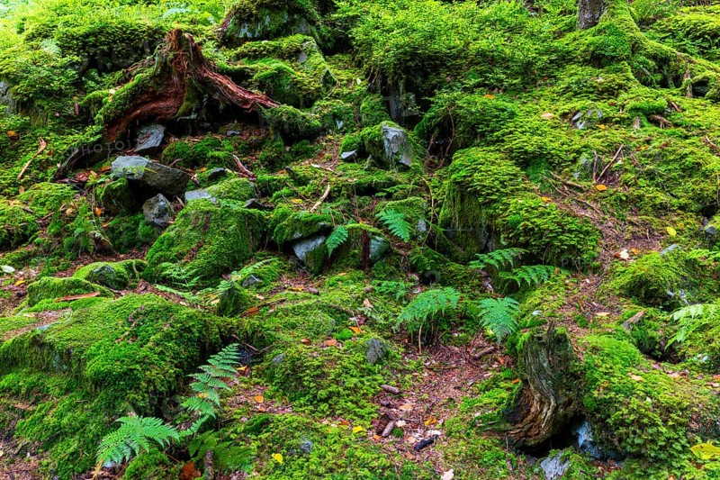 Boulders in the forest, Schrattenkalk, Gmeiner worm fern (Dryopteris filix-mas), Leptosporangiate ferns (Polypodiopsida), dead wood, Breitachklamm, Oberstdorf, Allgäu Alps, Bavaria, Germany