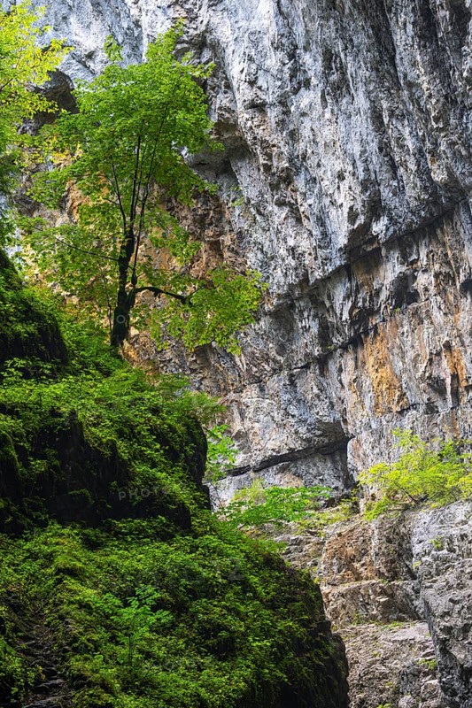 Beech (Fagus) standing on rock, Beech family (Fagaceae), Breitachklamm, Oberstdorf, Allgäu Alps, Bavaria, Germany