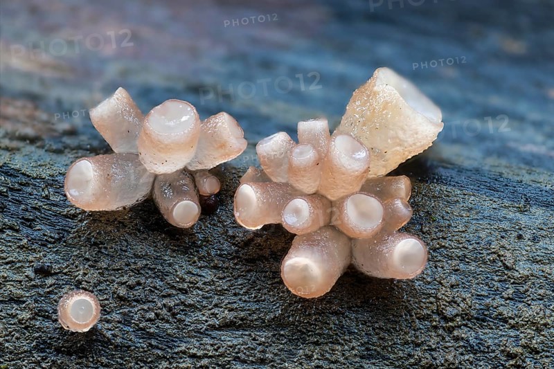 Beech jellydisc (Ombrophila pura), on beech trunk, dead wood, Breitachklamm, Oberstdorf, Allgäu Alps, Bavaria, Germany