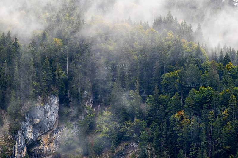 Mixed forest in fog, beech, beech, beech family (Fagaceae), spruce family (Pinaceae), rock from Schrattenkalk, Breitachklamm, Oberstdorf, Allgäu Alps, Bavaria, Germany