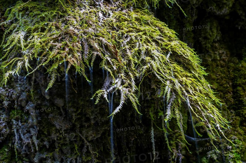 Limestone crusts on Mossen, Hinanger waterfalls, gorge, rock, limestone, Hinang, Fischen, Allgäu Alps, Bavaria, Germany