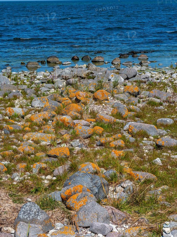 Stones covered in yellow lichen on the shore of the island of Stora grundet, Öland, Sweden, located at the northern tip of the Swedish Baltic Sea island of Öland