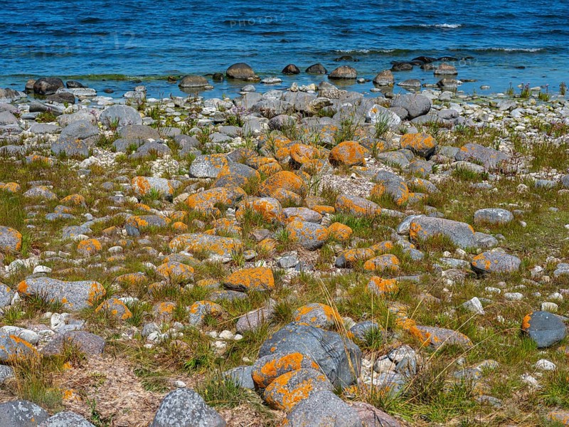 Stones covered in yellow lichen on the shore of the island of Stora grundet, Öland, Sweden, located at the northern tip of the Swedish Baltic Sea island of Öland