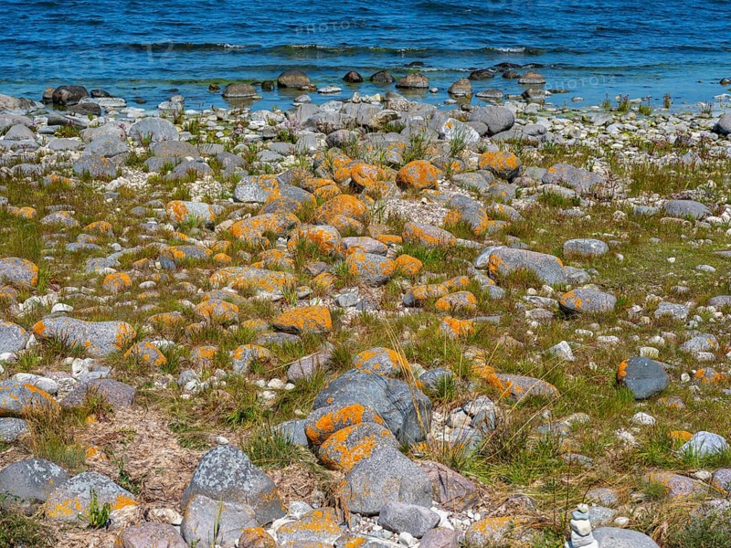 Stones covered in yellow lichen on the shore of the island of Stora grundet, Öland, Sweden, located at the northern tip of the Swedish Baltic Sea island of Öland