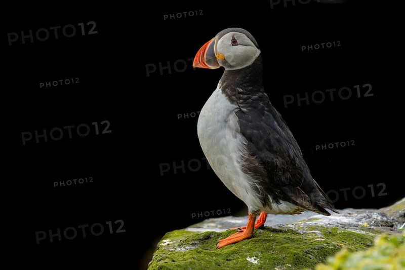 Puffin (Fratercula arctica) sitting on cliff in front of black background, Grimsey Island, Iceland