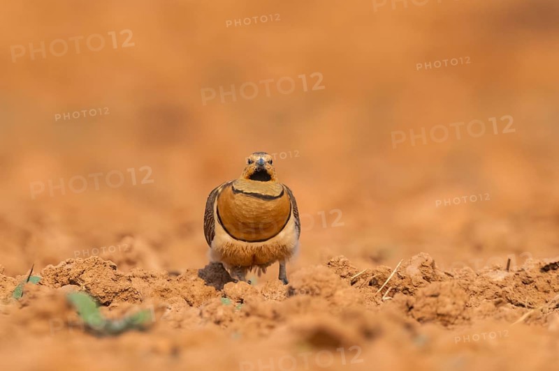 Pin-tailed Sandgrouse (Pterocles alchata) on a farmers field, Belchite, Aragon, Saragossa, Spain