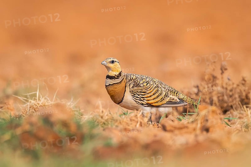 Pin-tailed Sandgrouse (Pterocles alchata) on a farmers field, Belchite, Aragon, Saragossa, Spain