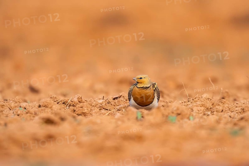 Pin-tailed Sandgrouse (Pterocles alchata) on a farmers field, Belchite, Aragon, Saragossa, Spain