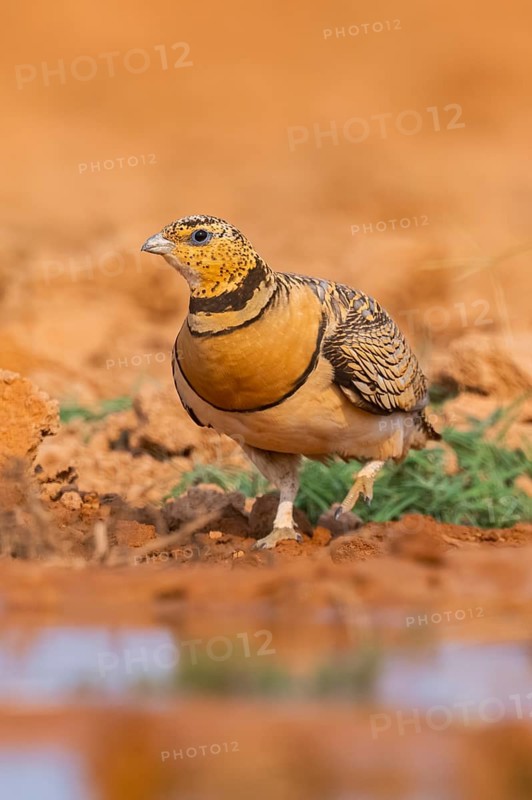 Pin-tailed Sandgrouse (Pterocles alchata) on a farmers field at a water pool, Belchite, Aragon, Saragossa, Spain